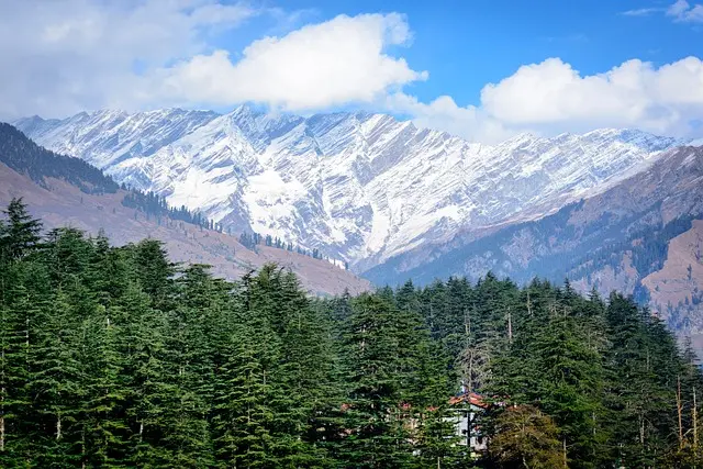 Manali Pine Forest Hills | Mountain Junkey Dense pine forest with distant snowy mountains near Manali – Mountain Junkey